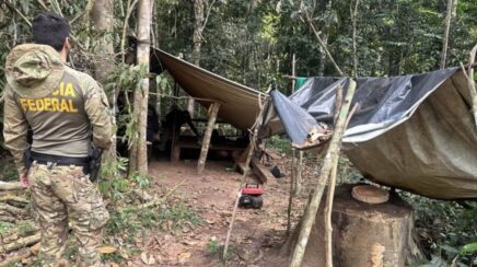 Polícia Federal e órgãos parceiros combatem extração ilegal de madeira em Terra Indígena em RO