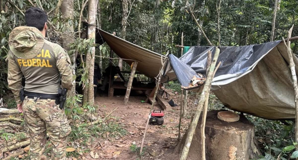 Polícia Federal e órgãos parceiros combatem extração ilegal de madeira em Terra Indígena em RO