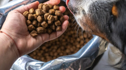 Porto Velho inicia distribuição de ração a protetores de animais