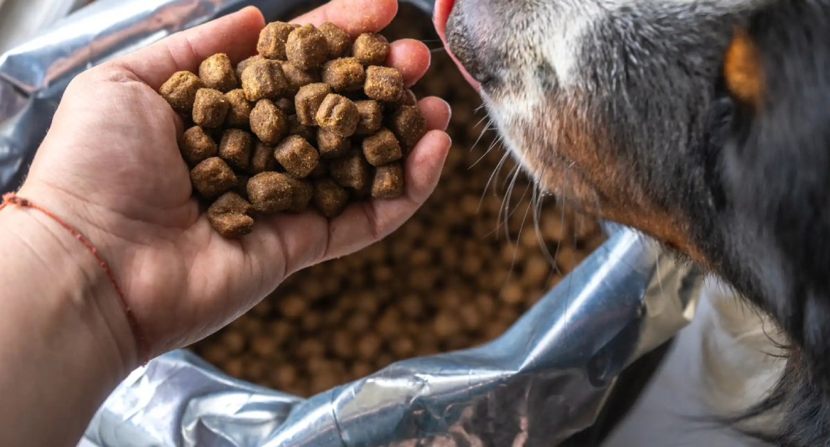 Porto Velho inicia distribuição de ração a protetores de animais