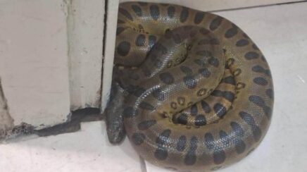 Professora encontra cobra de grande porte dentro de vaso sanitário em escola na zona norte de Porto Velho