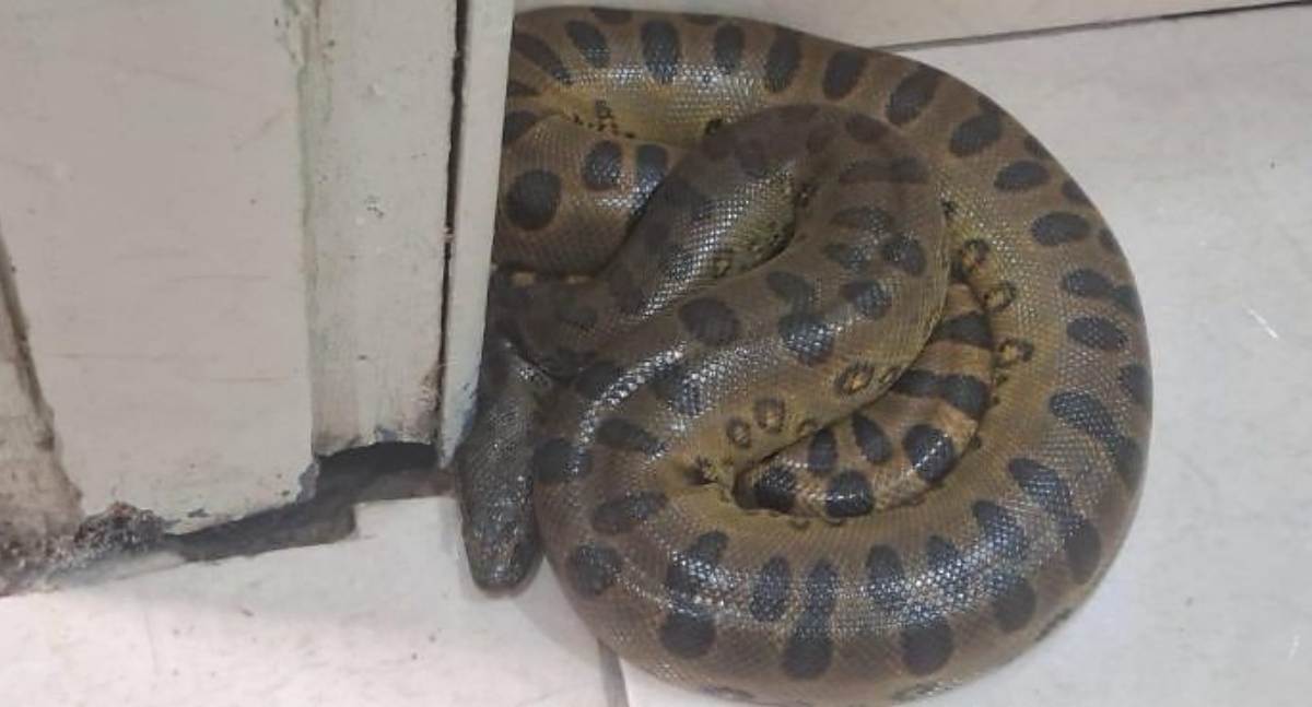 Professora encontra cobra de grande porte dentro de vaso sanitário em escola na zona norte de Porto Velho