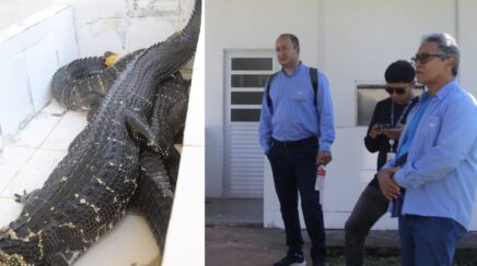 Sebrae e apoia comunidade do Lago do Cuniã na valorização da carne de jacaré e do turismo sustentável