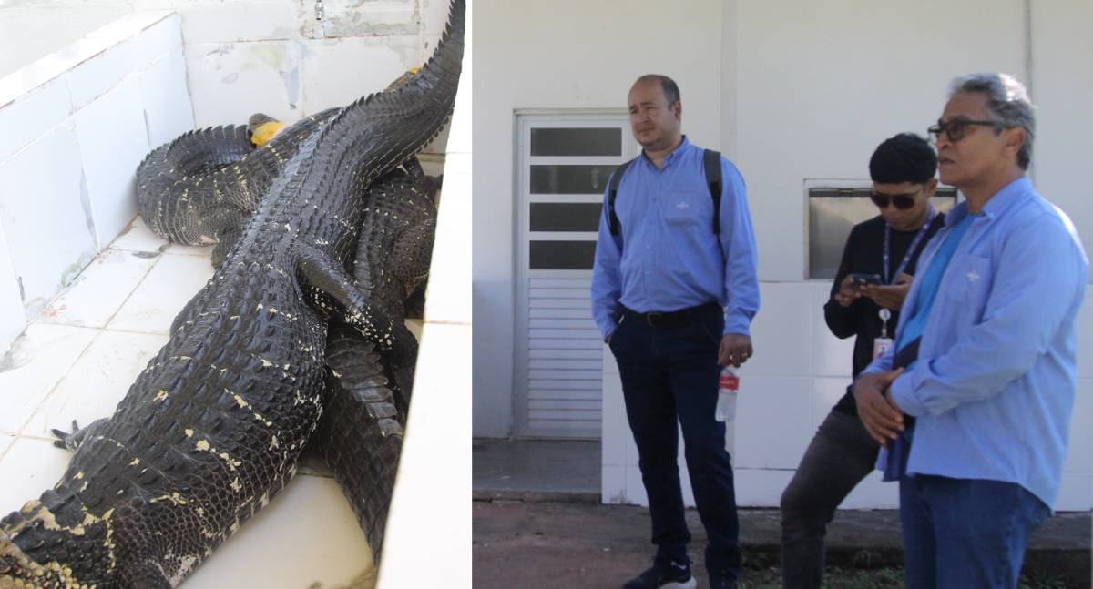 Sebrae e apoia comunidade do Lago do Cuniã na valorização da carne de jacaré e do turismo sustentável