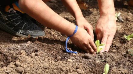 Entidades lançam carta de compromissos para candidatos com foco em agroecologia e combate a agrotóxicos