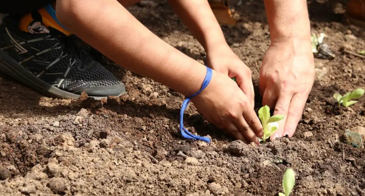 Entidades lançam carta de compromissos para candidatos com foco em agroecologia e combate a agrotóxicos