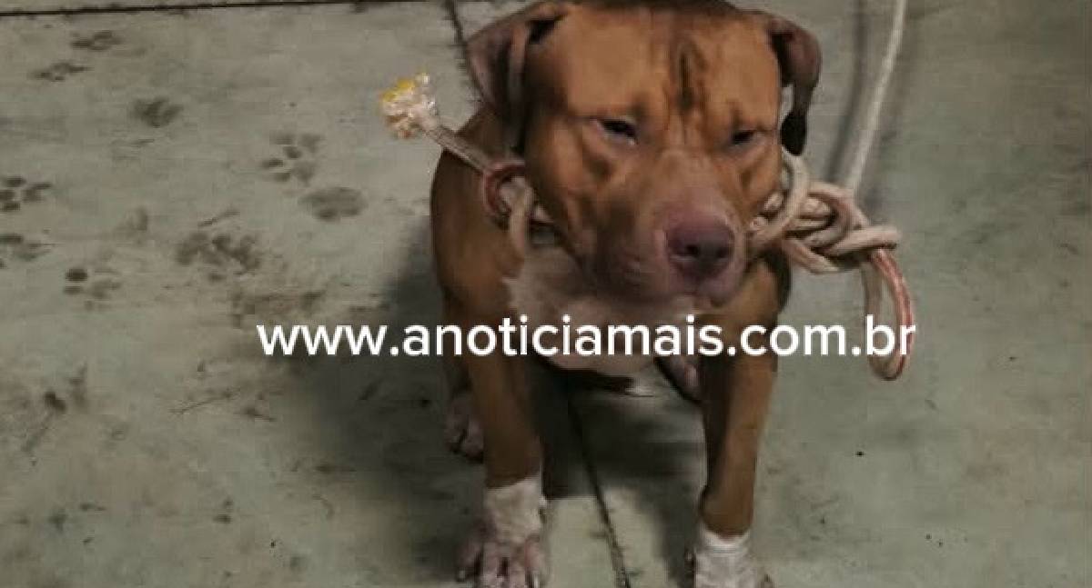 Pit bull solto assusta moradores e é capturado em Jaru