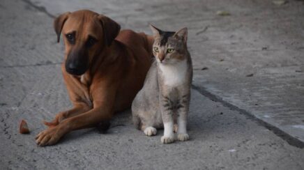 Cães e gatos alteram comportamento após perder um companheiro