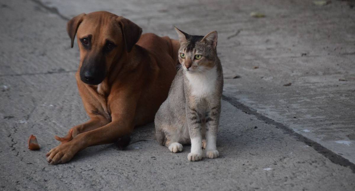Cães e gatos alteram comportamento após perder um companheiro