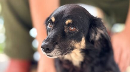 Cachorro volta a andar após tratamento e espera por adoção em Porto Velho