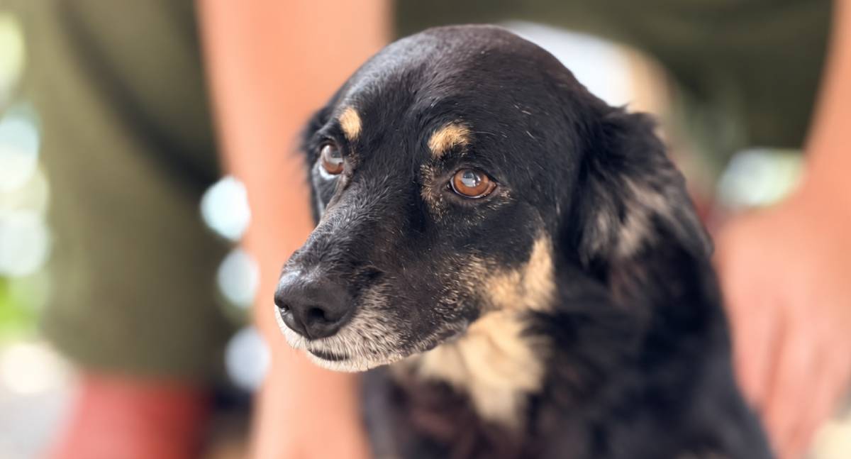 Cachorro volta a andar após tratamento e espera por adoção em Porto Velho