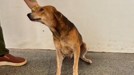 Cão resgatado com ferimentos graves se recupera e espera por adoção em Porto Velho