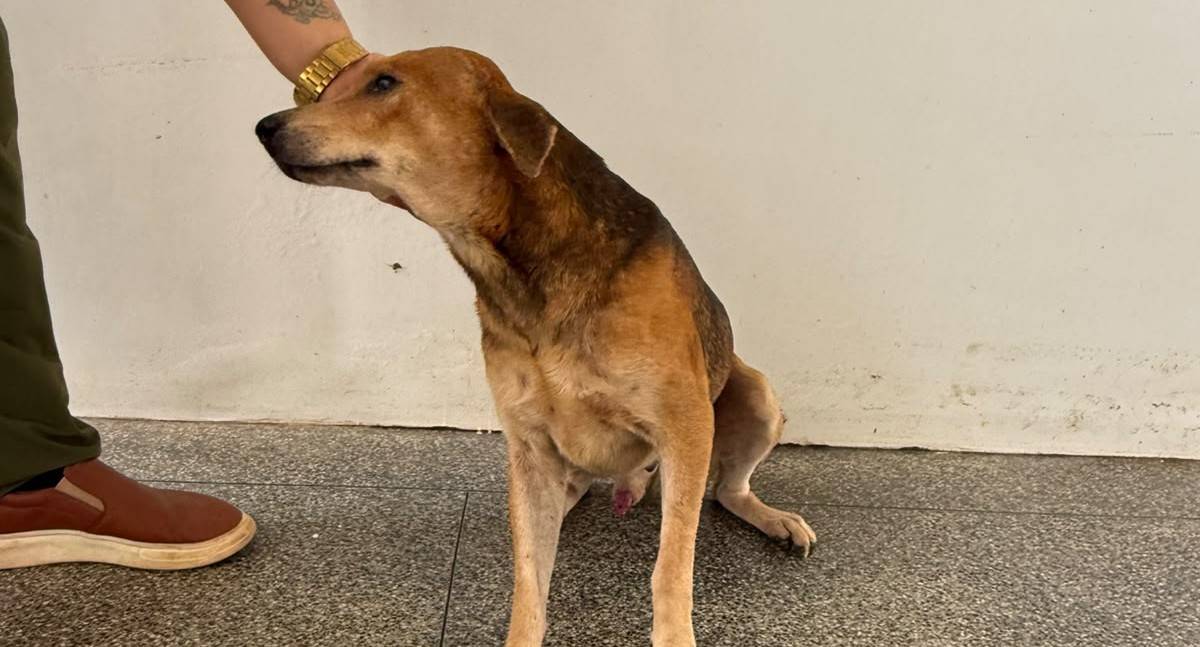 Cão resgatado com ferimentos graves se recupera e espera por adoção em Porto Velho