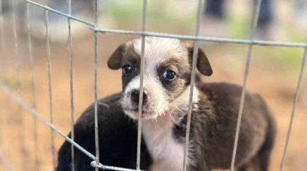 Clínica de Bem-Estar Animal incentiva adoção em Porto Velho
