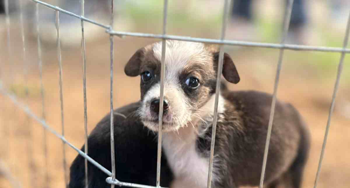 Clínica de Bem-Estar Animal incentiva adoção em Porto Velho