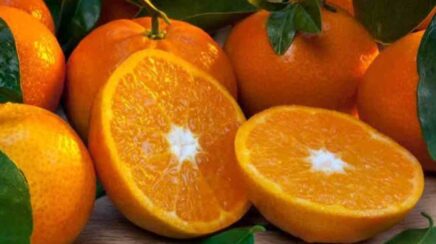Conab inicia apoio ao escoamento de laranja em setembro
