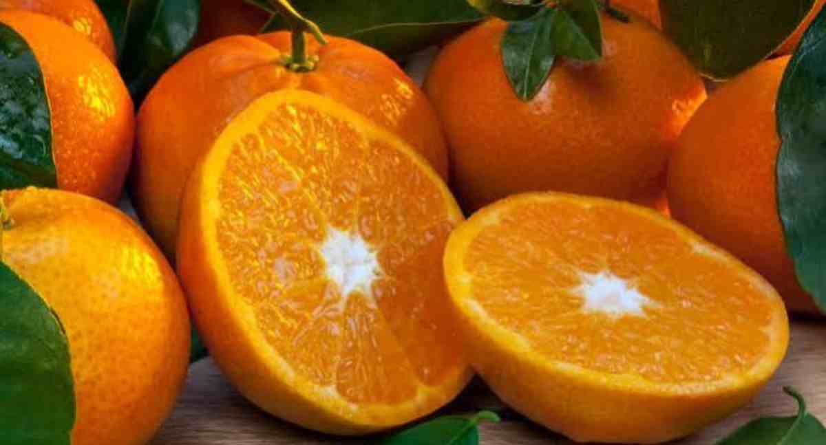 Conab inicia apoio ao escoamento de laranja em setembro