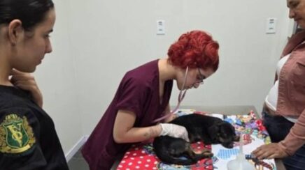 Convivência com pets pode contribuir para saúde mental, dizem especialistas