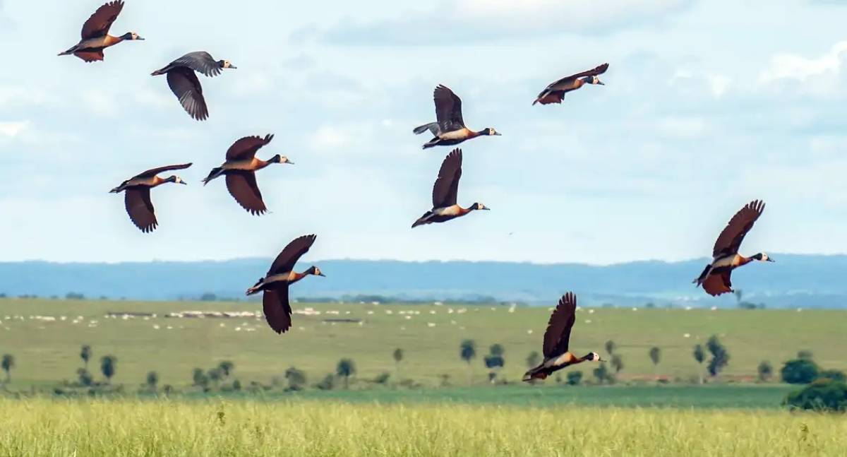 Estudo aponta que déficit global para conter crise da biodiversidade atinge 1,31 trilhão de dólares