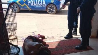 Homem investigado por furto é atacado por cachorro durante fuga da polícia em RO