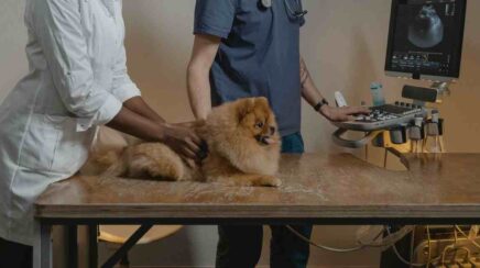 Inteligência artificial chega aos exames de cães e gatos
