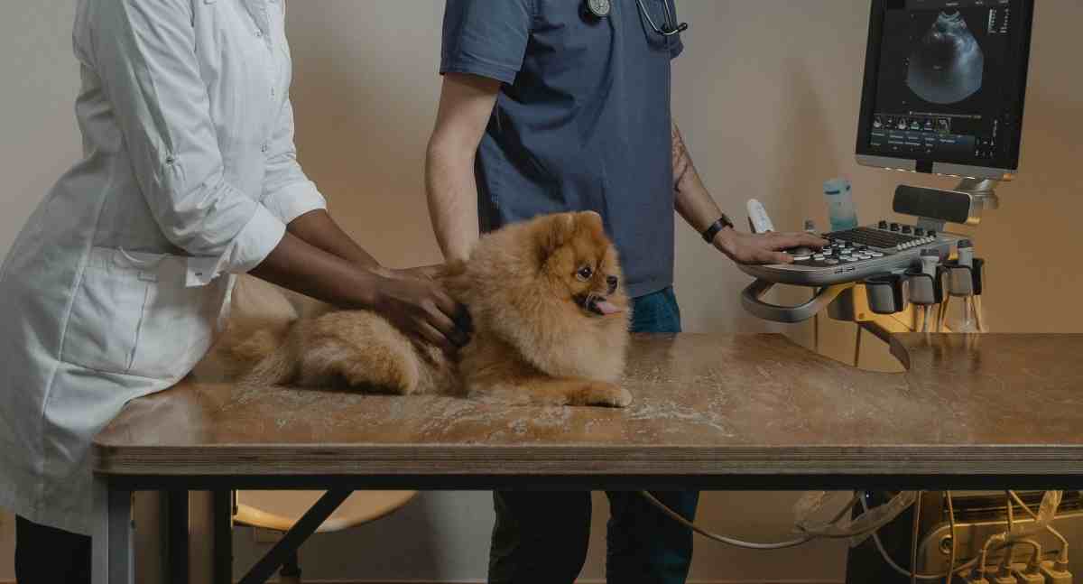 Inteligência artificial chega aos exames de cães e gatos