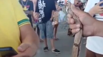 Jiboia é encontrada enrolada em roda de carro em estacionamento de supermercado em RO