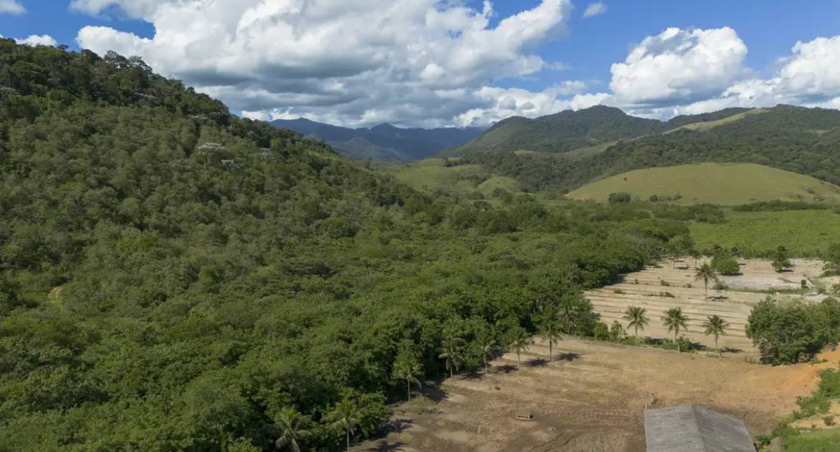 Mata Atlântica perde quase 10 milhões de hectares em 41 anos, aponta MapBiomas