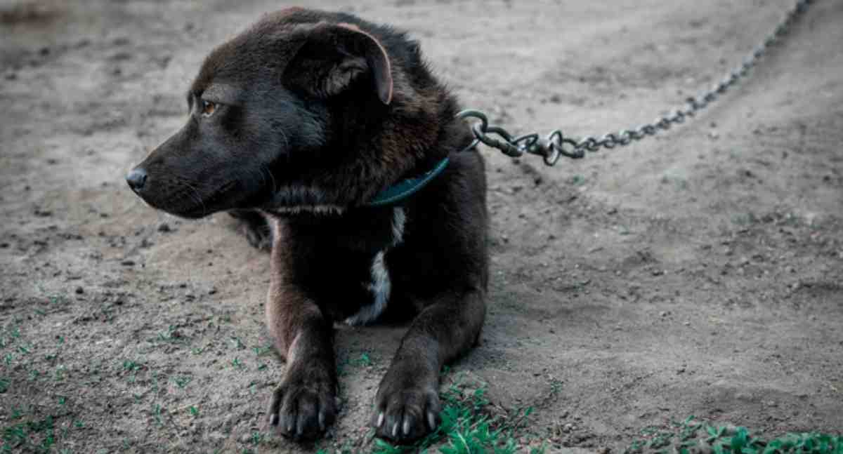 Maus-tratos a animais: Prefeitura reforça canais de denúncia em Porto Velho