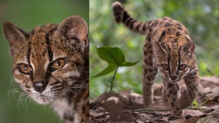 Nova espécie de gato selvagem é descoberta e imagem do animal impressiona por sua beleza
