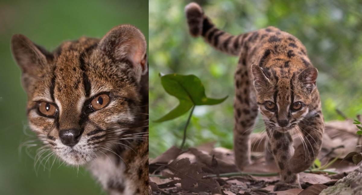 Nova espécie de gato selvagem é descoberta e imagem do animal impressiona por sua beleza