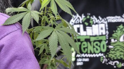 Pesquisa do CNJ aponta que prisões em flagrante por drogas resultam em mais prisões preventivas