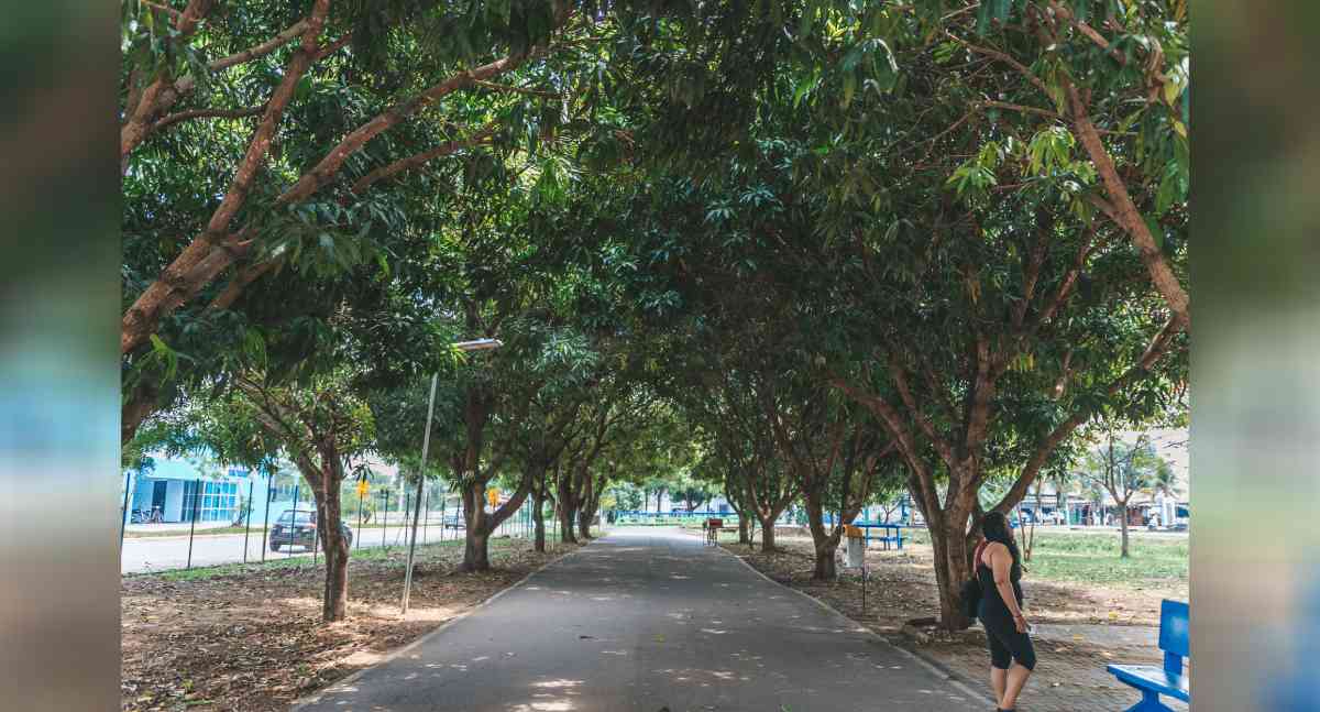Porto Velho distribui 600 sementes no Dia da Árvore