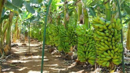Porto Velho lidera produção de banana em Rondônia