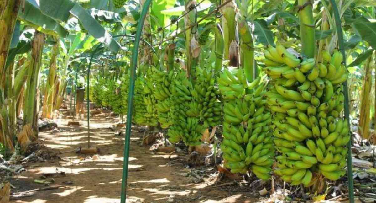 Porto Velho lidera produção de banana em Rondônia