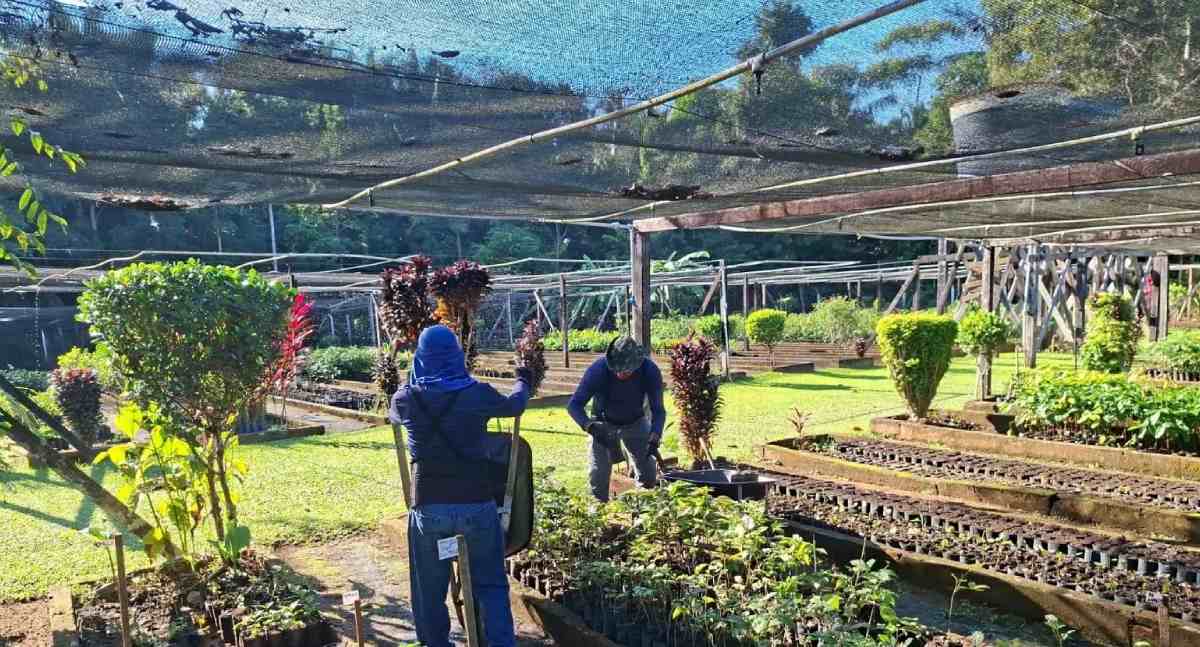 Porto Velho suspende distribuição de mudas até outubro