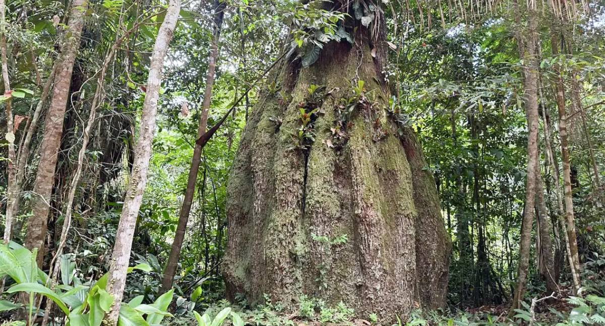Presidente Lula assina decreto para criar quatro reservas de desenvolvimento sustentável no Amazonas