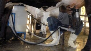 Produção brasileira de leite alcança recorde histórico e atinge 36 bilhões de litros