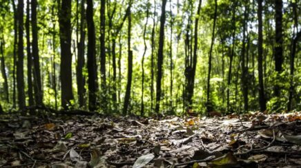 Produção florestal brasileira alcança recorde de 47,9 bilhões de reais