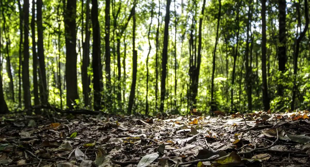 Produção florestal brasileira alcança recorde de 47,9 bilhões de reais
