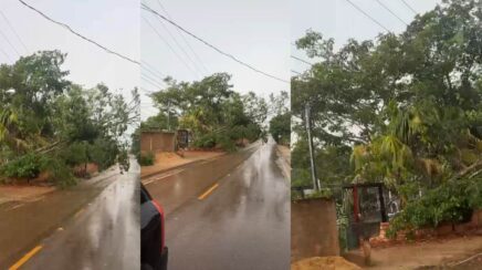 Queda de árvore provocada por temporal bloqueia via e derruba fios de energia na Estrada da Penal em Porto Velho