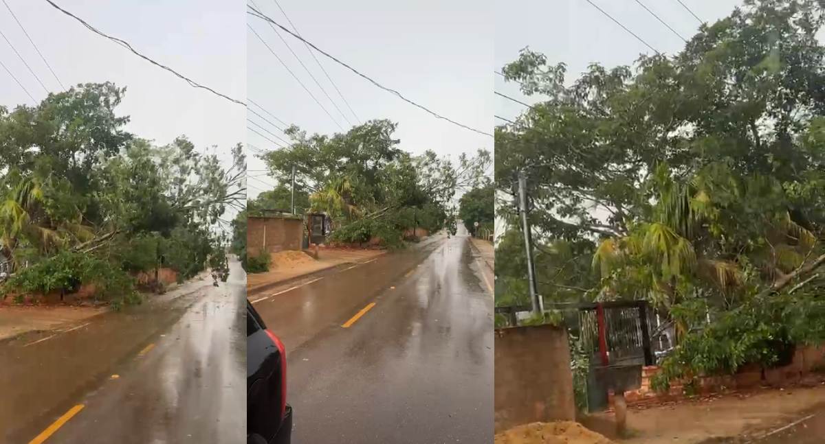 Queda de árvore provocada por temporal bloqueia via e derruba fios de energia na Estrada da Penal em Porto Velho