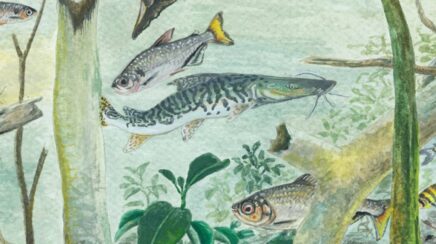 Relatório aponta riqueza da Bacia Amazônica e alerta para ameaças à biodiversidade de peixes e à segurança alimentar