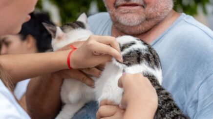 Setembro Caramelo vacina mais de 30 mil animais em Porto Velho