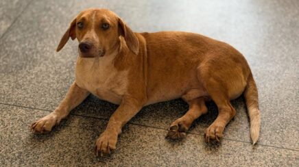 Tuco se recupera de atropelamento e espera por adoção em Porto Velho
