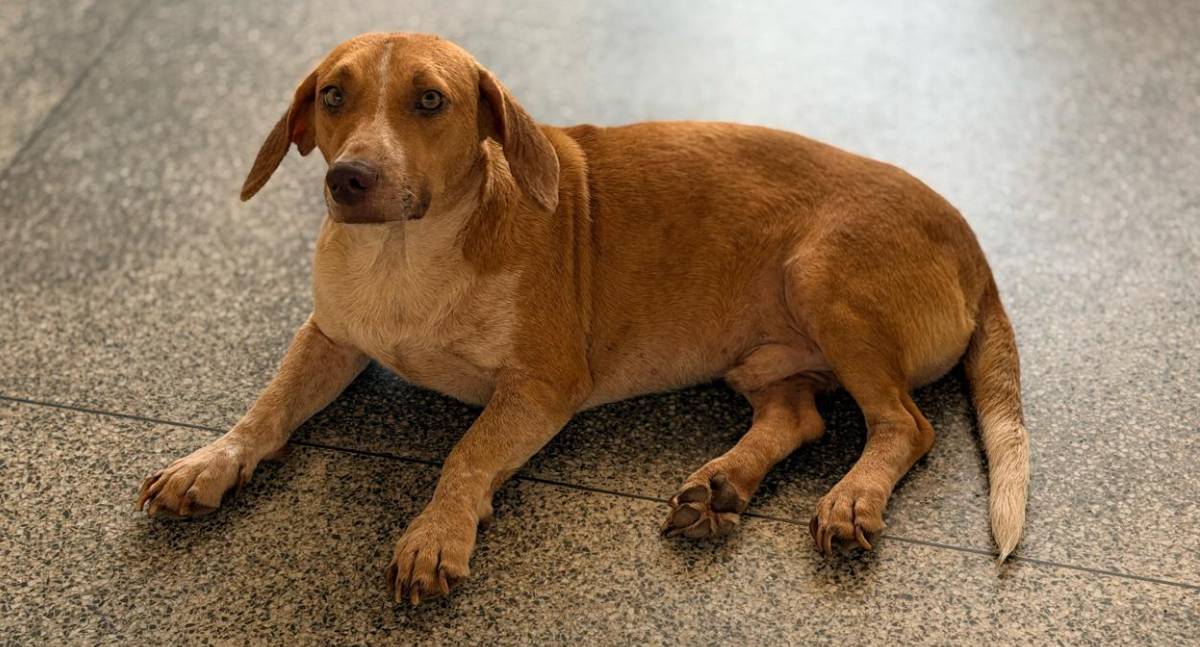 Tuco se recupera de atropelamento e espera por adoção em Porto Velho
