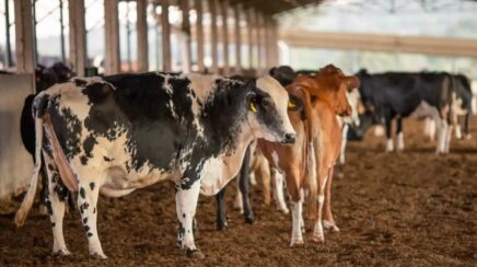 União Europeia suspende importação de carnes do Brasil e afeta exportações bilionárias