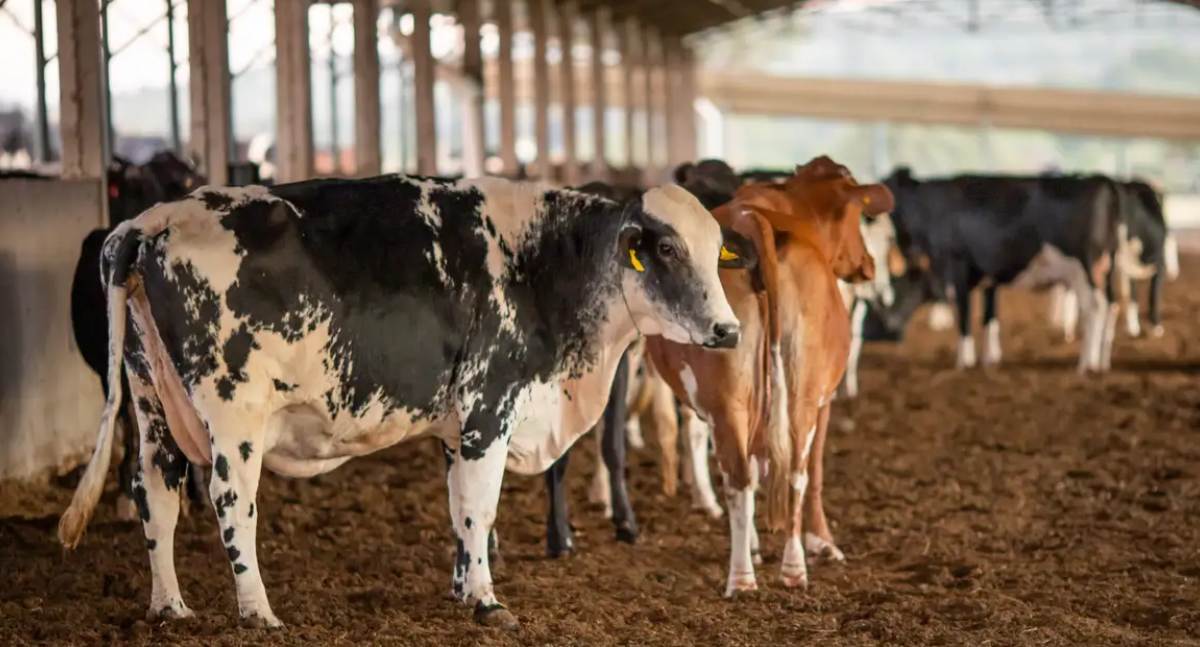 União Europeia suspende importação de carnes do Brasil e afeta exportações bilionárias