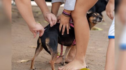 Vacinação antirrábica continua gratuita em Porto Velho
