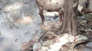 Ladrões matam porcas e retiram leitões das barrigas em RO